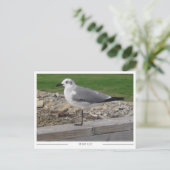 Carte Postale Mobile Alabama Seagull (Debout devant)