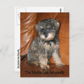 Carte Postale Mocha Lisa Schnoodle (Devant / Derrière)