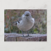 Carte Postale Mocking Bird (Devant)