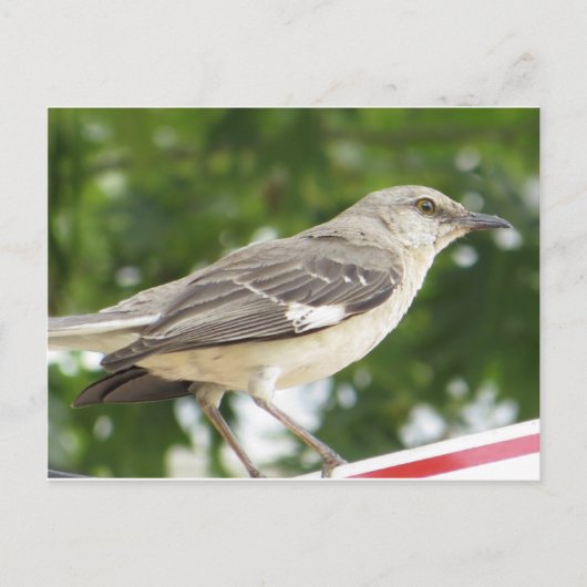 Carte Postale Mocking Bird (Devant)