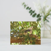 Carte Postale Mocking Bird (Debout devant)