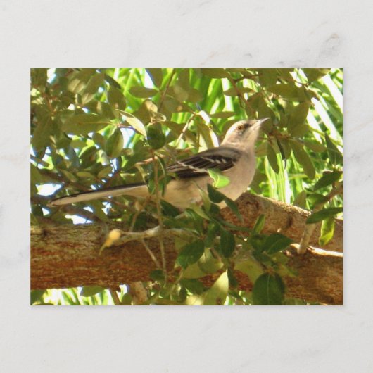 Carte Postale Mocking Bird (Devant)