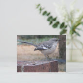 Carte Postale Mocking Bird (Debout devant)