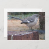 Carte Postale Mocking Bird (Devant / Derrière)