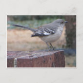 Carte Postale Mocking Bird (Devant)