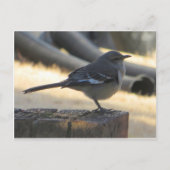 Carte Postale Mocking Bird (Devant)