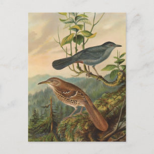 Carte Postale Mockingbird et Brown Thrasher