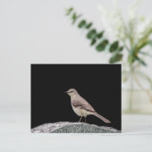 Carte Postale Mockingbird sur une pierre tombale (Debout devant)