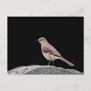 Carte Postale Mockingbird sur une pierre tombale