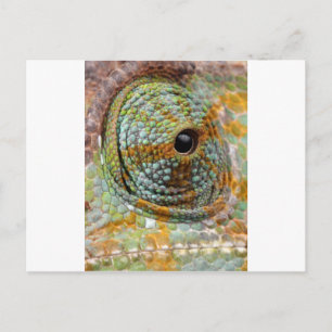 Carte Postale Mod Œil Caméléon Animal Stylé