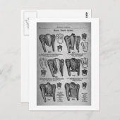 Carte Postale Mode vélo1897 - Vintage (Devant / Derrière)