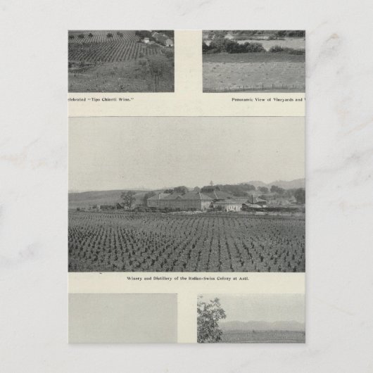 Carte Postale Model Vineyards, Californie (Devant)