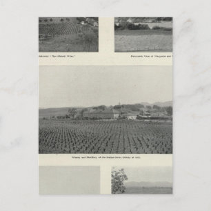 Carte Postale Model Vineyards, Californie