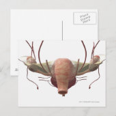 Carte Postale Modèle 3d du système reproducteur féminin (Devant / Derrière)