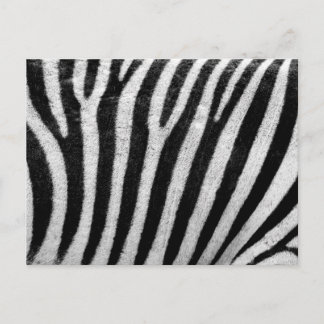Carte Postale Modèle de texture de la peau zébrée noir et blanc