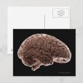 Carte Postale Modèle du cerveau humain, plan de studio (Devant / Derrière)