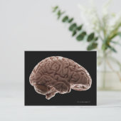 Carte Postale Modèle du cerveau humain, plan de studio (Debout devant)