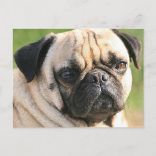 Carte postale Modèle horizontal - Customisé