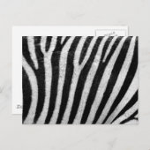 Carte Postale Modèle Zebra (Devant / Derrière)