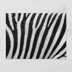 Carte Postale Modèle Zebra