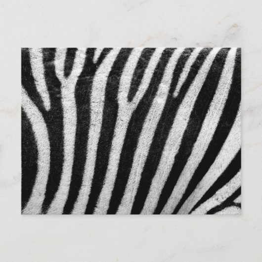 Carte Postale Modèle Zebra (Devant)