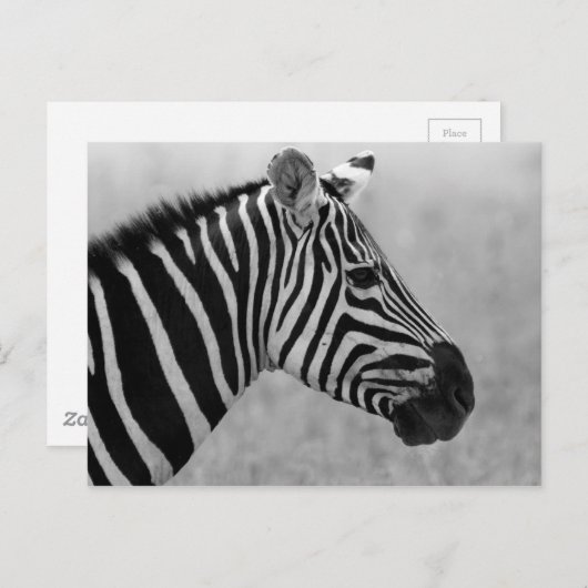 Carte Postale Modèle zèbre noir et blanc cool (Devant / Derrière)