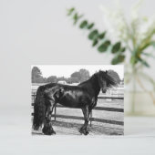 Carte Postale Modélisation des chevaux (Debout devant)