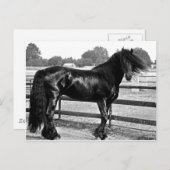 Carte Postale Modélisation des chevaux (Devant / Derrière)