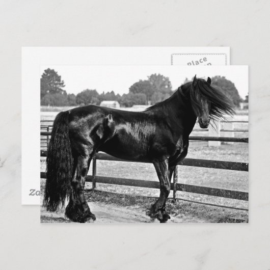 Carte Postale Modélisation des chevaux (Devant / Derrière)