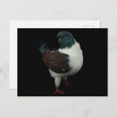 Carte postale Modena Pigeon (Devant / Derrière)