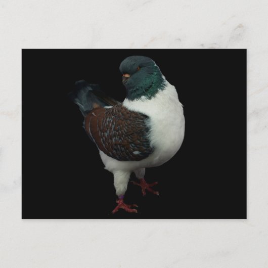 Carte postale Modena Pigeon (Devant)