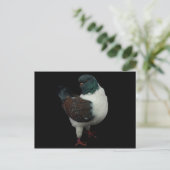 Carte postale Modena Pigeon (Debout devant)