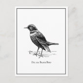 Carte Postale Moderne Quirky amusant Black Bird (Devant)
