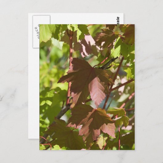 Carte Postale Modification des feuilles d'automne (Devant / Derrière)