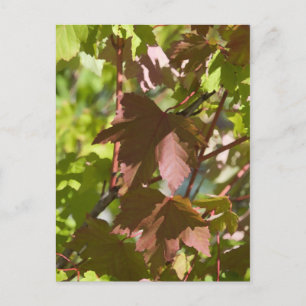 Carte Postale Modification des feuilles d'automne