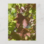 Carte Postale Modification des feuilles d'automne (Devant)