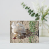 Carte Postale "Moe" (Debout devant)