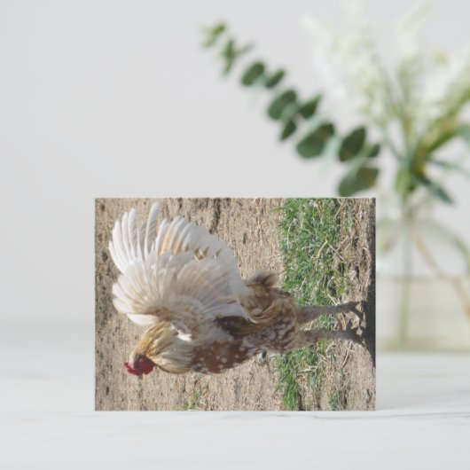 Carte Postale "Moe" (Debout devant)