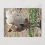 Carte Postale "Moe" (Devant)