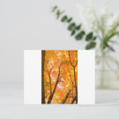Carte Postale Moeur couleur automne (Debout devant)