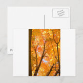 Carte Postale Moeur couleur automne (Devant / Derrière)