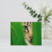 Carte Postale Moggy Playing Jungle (Debout devant)