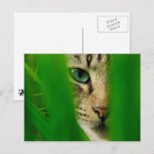 Carte Postale Moggy Playing Jungle (Devant / Derrière)