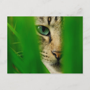 Carte Postale Moggy Playing Jungle