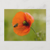Carte Postale Mohn mit Biene (Devant)
