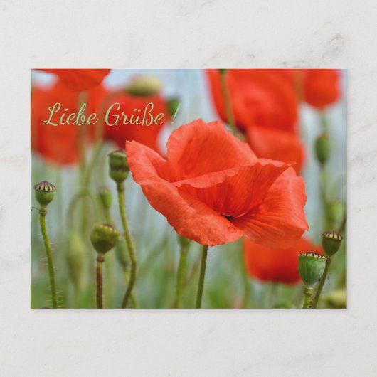 Carte Postale Mohnblumen (Devant)
