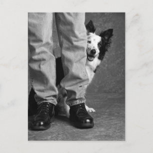 Carte Postale Moi et mon ombre - Collie Dog