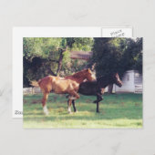 Carte Postale MOI & MA OMBRE -carte postale (Devant / Derrière)