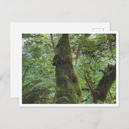 Carte Postale Moie verte (Devant / Derrière)