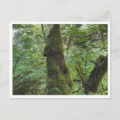 Carte Postale Moie verte (Devant)